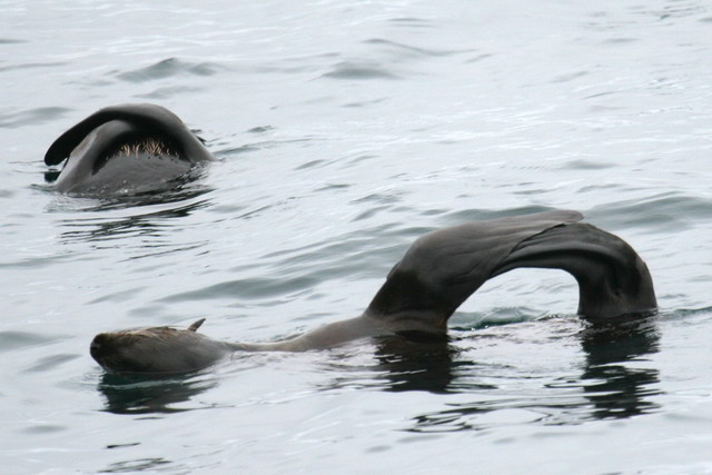 Northern Fur Seal